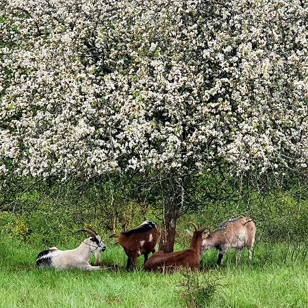 Appartement Romantic And Cosy With View In Eifel Region *