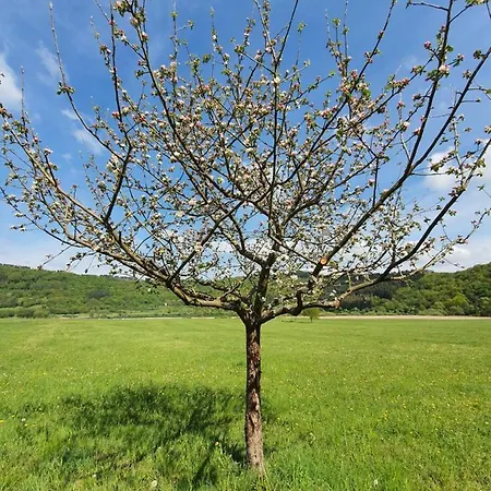 公寓 Romantic And Cosy With View In Eifel Region