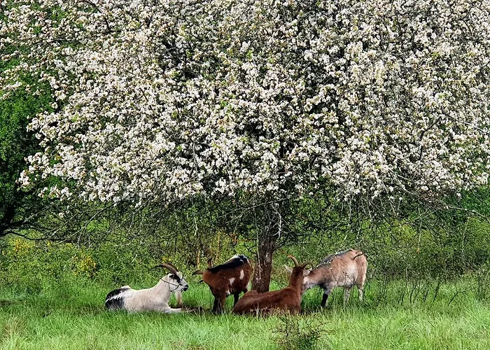 Apartament Romantic And Cosy With View In Eifel Region *